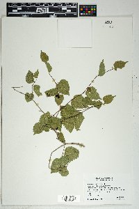 Morus microphylla image