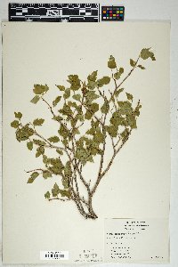 Morus microphylla image