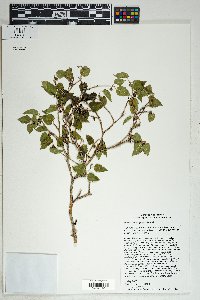 Morus microphylla image