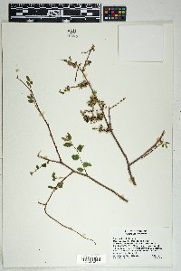 Morus microphylla image