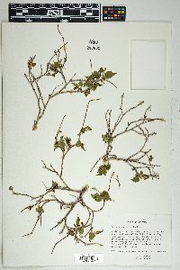 Morus microphylla image