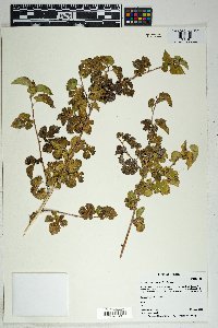 Morus microphylla image