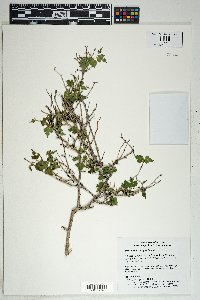 Morus microphylla image