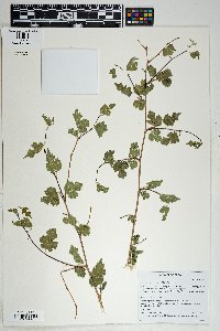 Morus microphylla image