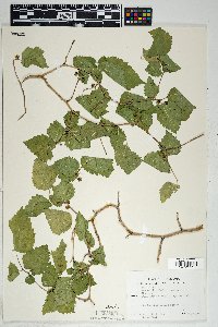 Morus microphylla image