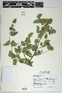 Morus microphylla image