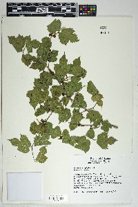 Morus microphylla image