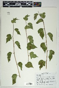 Morus microphylla image