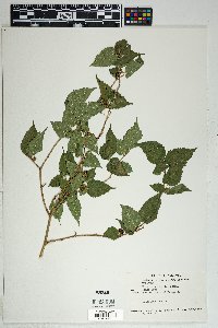 Morus microphylla image