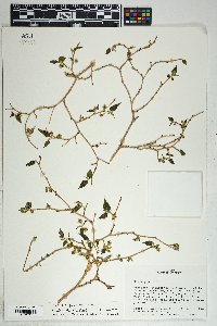 Morus microphylla image