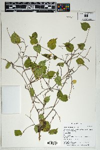 Morus microphylla image