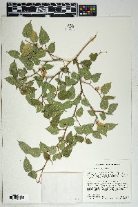 Morus microphylla image