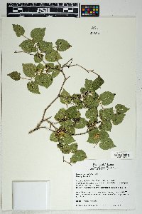 Morus microphylla image