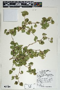 Morus microphylla image