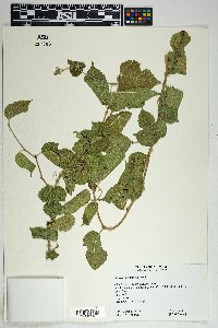 Morus microphylla image