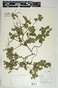 Morus microphylla image