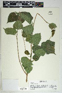 Morus microphylla image