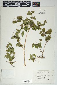 Morus microphylla image