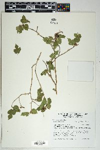 Morus microphylla image