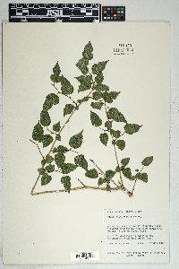 Morus microphylla image