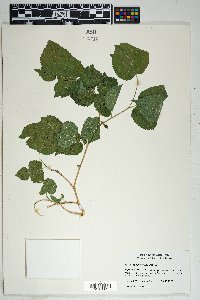 Morus microphylla image