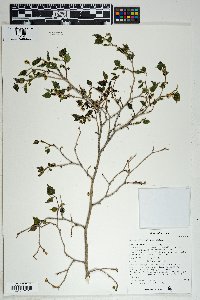 Morus microphylla image