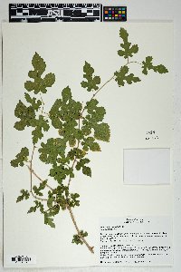 Morus microphylla image