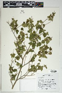 Morus microphylla image