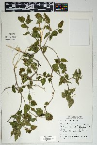 Morus microphylla image