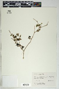 Morus microphylla image