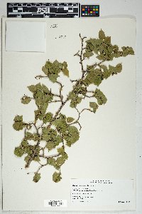 Morus microphylla image