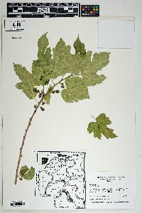 Morus alba image