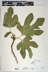 Ficus carica image