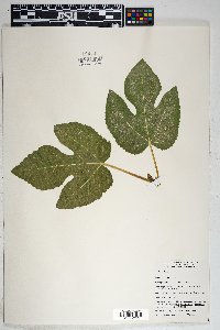 Ficus carica image