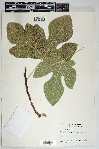 Ficus carica image