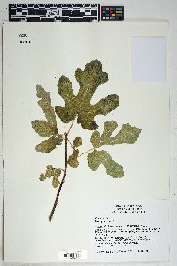 Ficus carica image