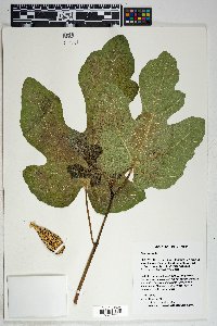 Ficus carica image