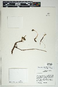 Phemeranthus validulus image