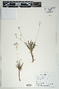 Phemeranthus parviflorus image