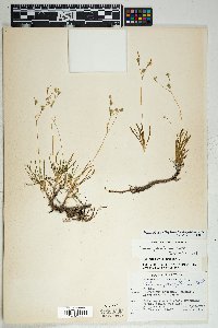 Phemeranthus confertiflorus image