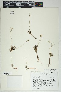 Phemeranthus parviflorus image