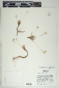 Phemeranthus confertiflorus image