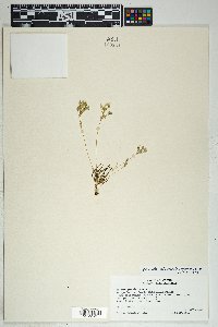 Phemeranthus confertiflorus image