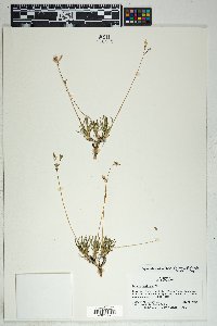 Phemeranthus confertiflorus image