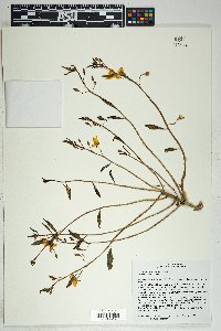 Talinum aurantiacum image