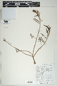 Talinum aurantiacum image