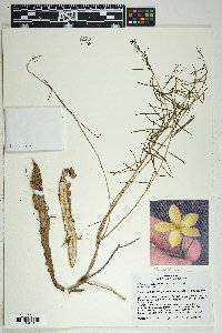 Talinum polygaloides image