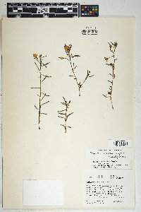 Talinum aurantiacum image