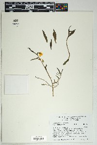 Talinum aurantiacum image