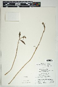 Talinum aurantiacum image